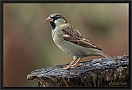 huismus DSC_0096-01